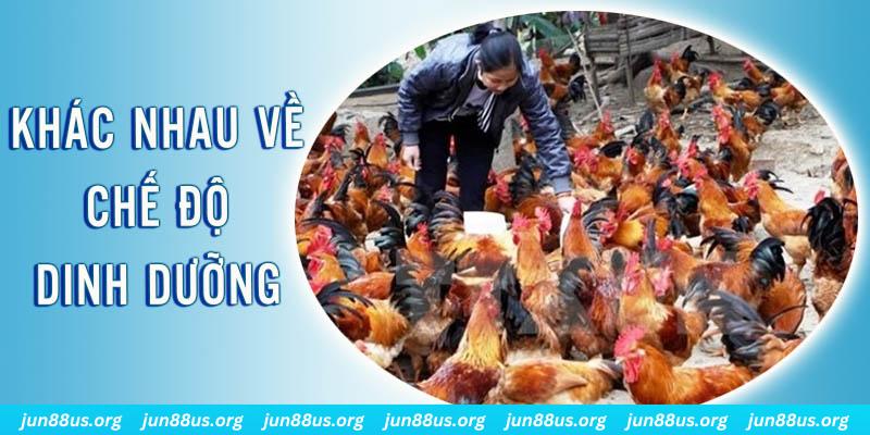 ret88 xổ số miền nam thứ năm hàng tuần