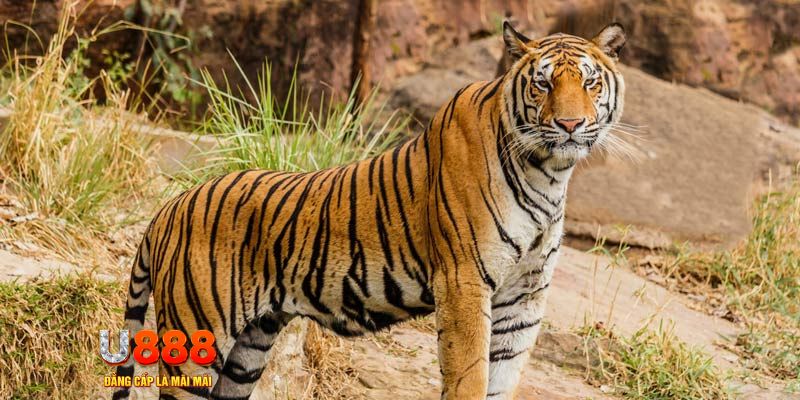 ret88 xổ số bình thuận