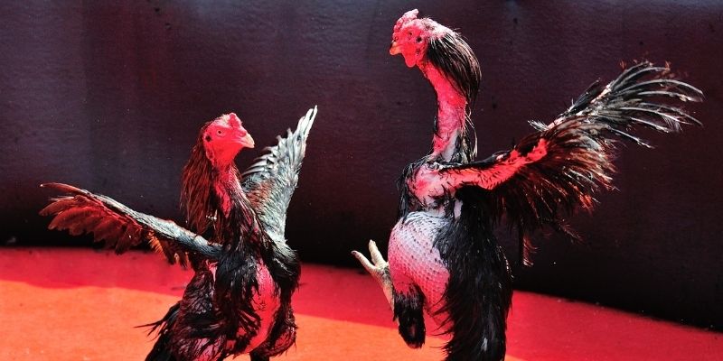 ret88 thị trường baccarat là gì