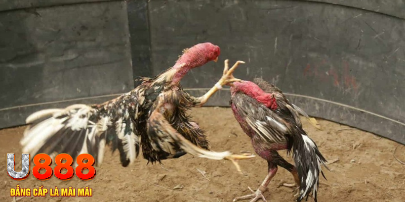 ret88 đăng nhập tiến lên miền nam số 1